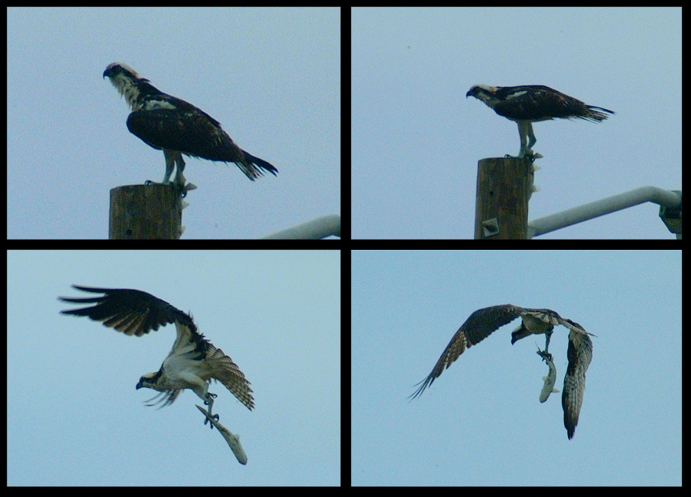 (25) osprey montage.jpg   (1000x720)   232 Kb                                    Click to display next picture